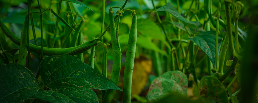 best resorts in vagamon kerala