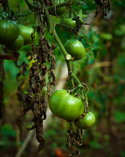 places to stay in vagamon