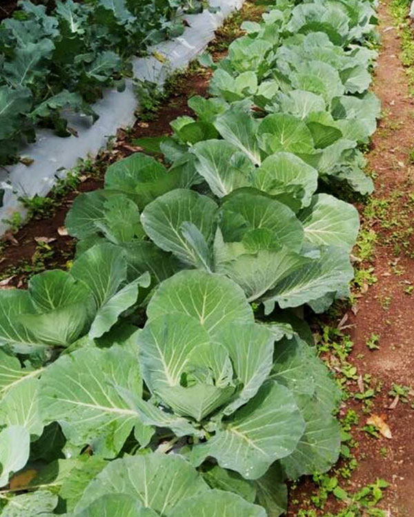 5 star resorts in vagamon